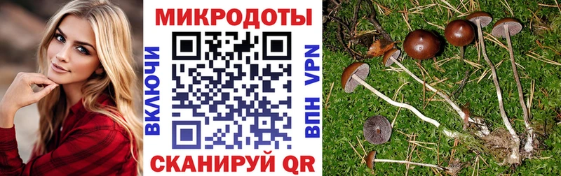 Купить  Томилино  Псилоцибиновые грибы Psilocybe 